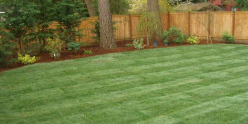 Sod Installation
